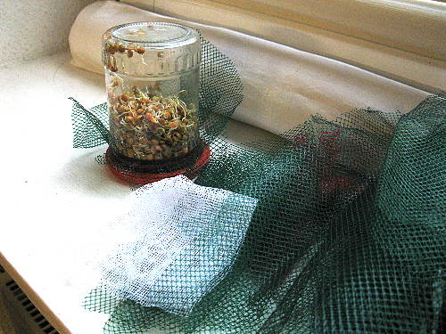 Alte Bohnennetze für die Sprossenzucht in Gurkengläsern